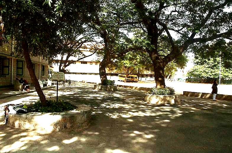 tree canopy, sports field